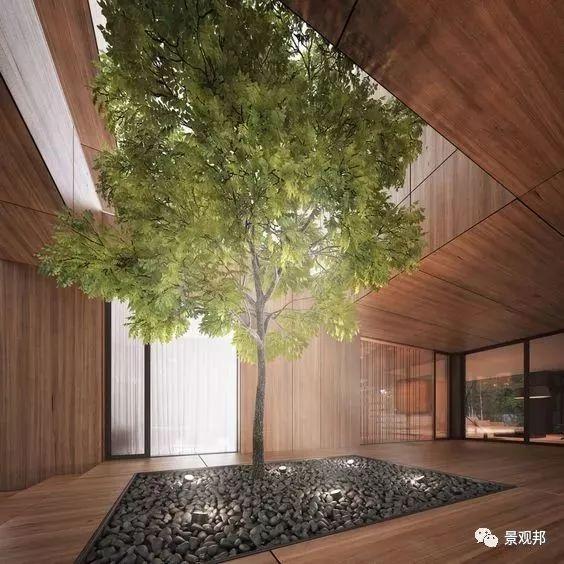 一棵树造就一个景