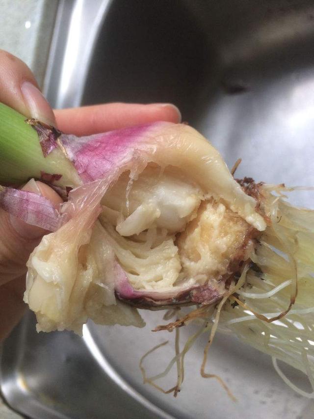 栽种风信子、朱顶红，先给“洗个澡”，不发霉，不烂根，开花鲜艳