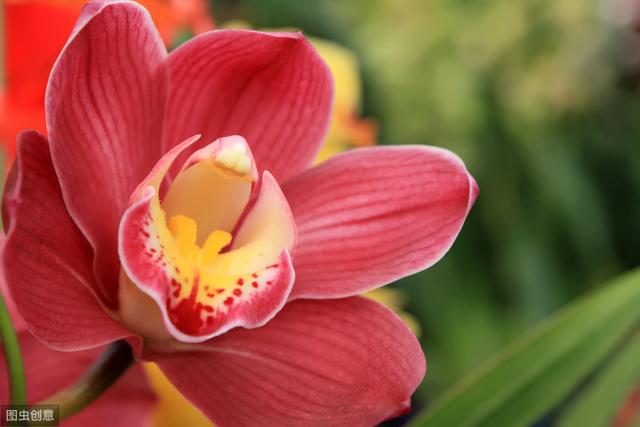 新买的大花蕙兰做好3个“不”，叶子翠绿，花开富贵迎新春