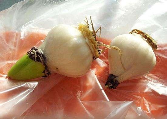 栽种风信子、朱顶红，先给“洗个澡”，不发霉，不烂根，开花鲜艳