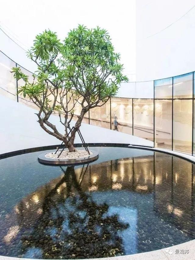 一棵树造就一个景