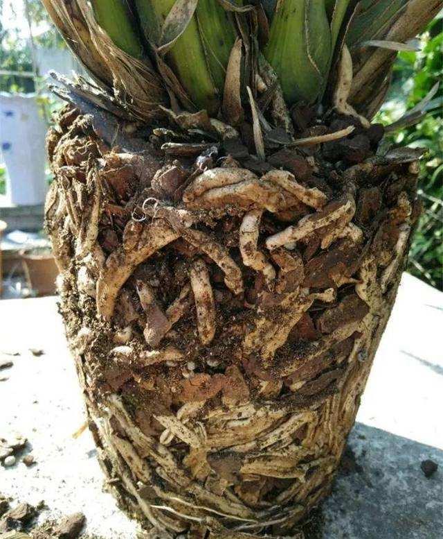新买的大花蕙兰做好3个“不”，叶子翠绿，花开富贵迎新春