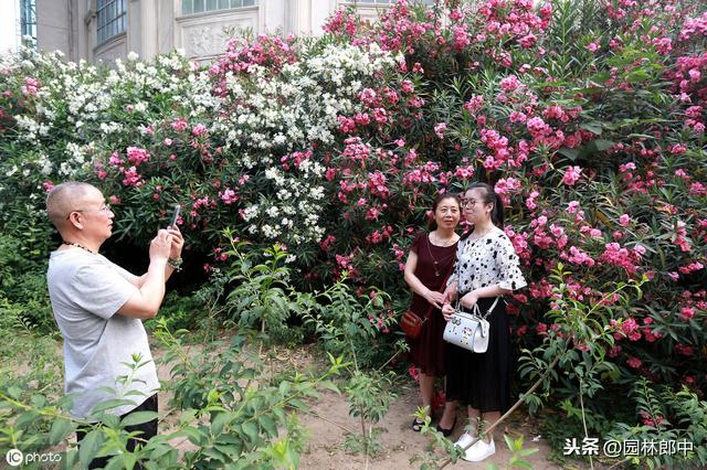 夹竹桃有毒，为什么还要将它作为城市绿化植物使用？