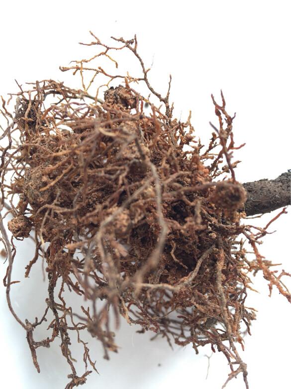 茶花掉叶？3招可以起死回生，叶子翠绿