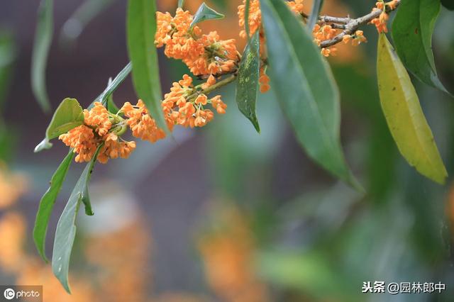 种了多年的桂花就是不开花？怎么回事儿？原因和对策都在这里了！
