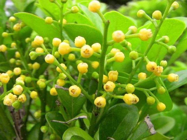 3个方法，让米兰花香浓郁，叶子不发黄