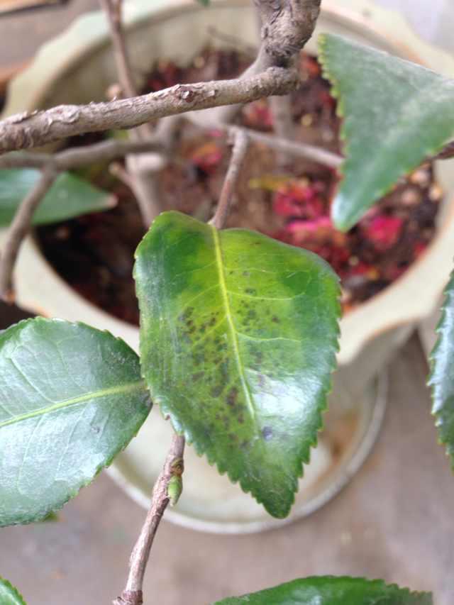 茶花掉叶？3招可以起死回生，叶子翠绿