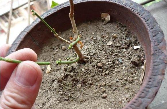 茉莉花根部长笋芽怎么办？除了剪掉，还有2个“妙用”