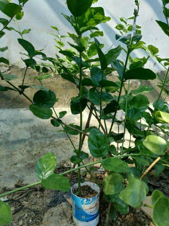 茉莉花根部长笋芽怎么办？除了剪掉，还有2个“妙用”
