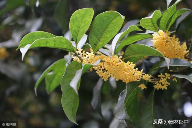 种了多年的桂花就是不开花？怎么回事儿？原因和对策都在这里了！