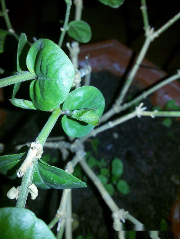茉莉花根部长笋芽怎么办？除了剪掉，还有2个“妙用”