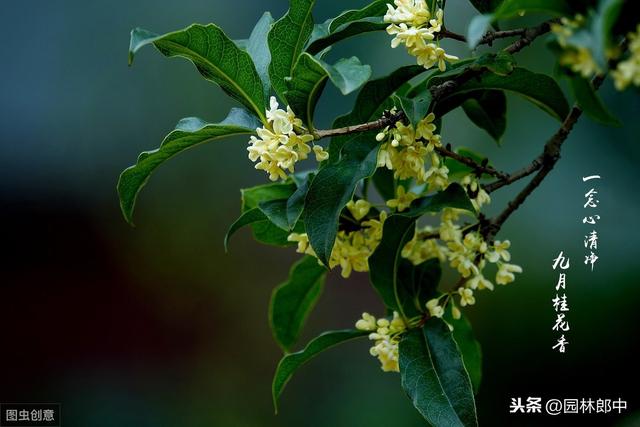 种了多年的桂花就是不开花？怎么回事儿？原因和对策都在这里了！