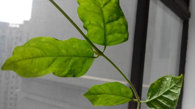 茉莉花根部长笋芽怎么办？除了剪掉，还有2个“妙用”