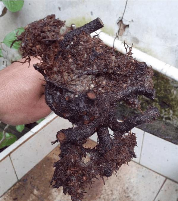 茶花掉叶？3招可以起死回生，叶子翠绿