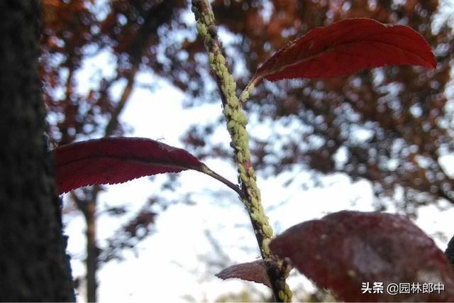 花期刚过，病虫害就开始来袭！紫叶李管理到底该如何去做？