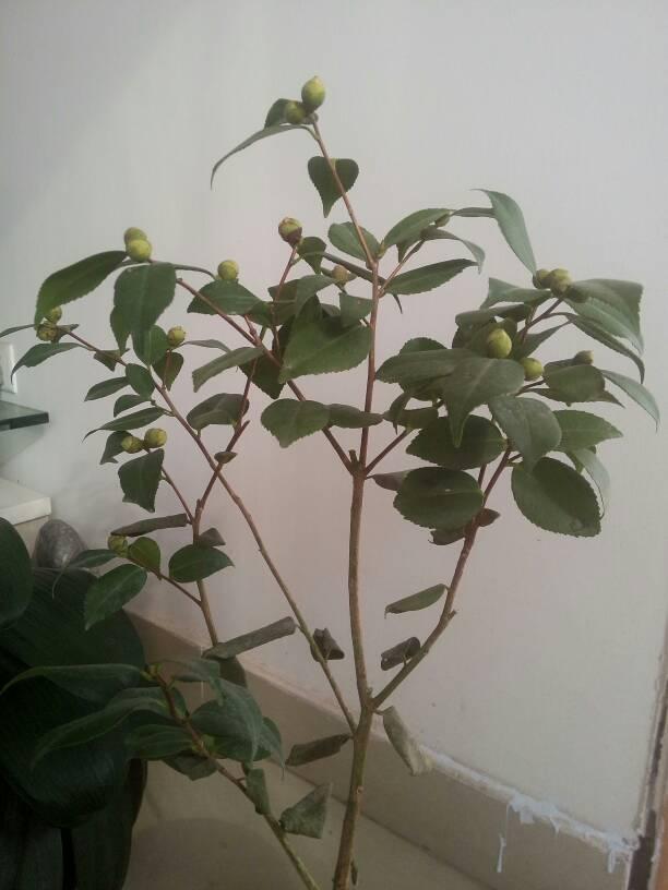 茶花掉叶？3招可以起死回生，叶子翠绿