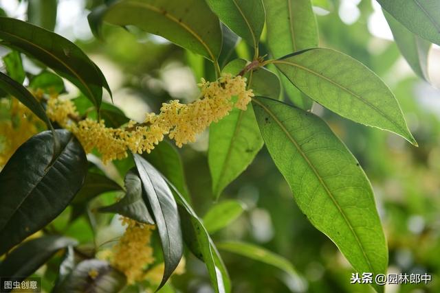 种了多年的桂花就是不开花？怎么回事儿？原因和对策都在这里了！