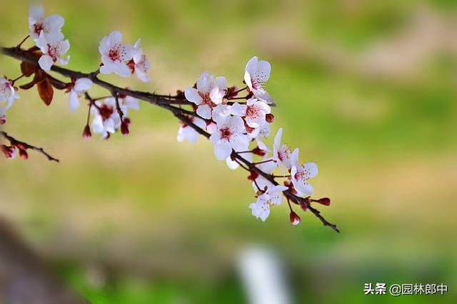 花期刚过，病虫害就开始来袭！紫叶李管理到底该如何去做？