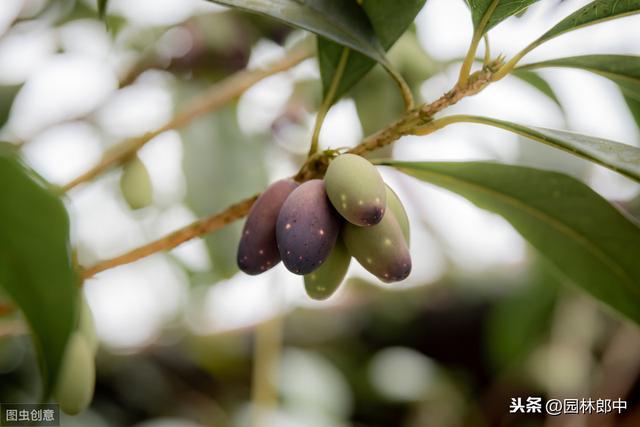 种了多年的桂花就是不开花？怎么回事儿？原因和对策都在这里了！