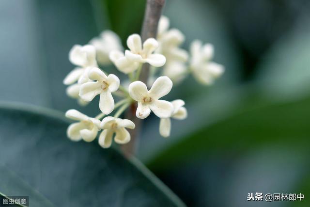 种了多年的桂花就是不开花？怎么回事儿？原因和对策都在这里了！