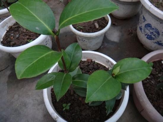 茶花掉叶？3招可以起死回生，叶子翠绿