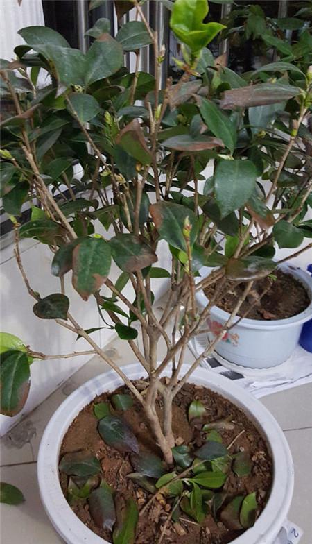 茶花掉叶？3招可以起死回生，叶子翠绿