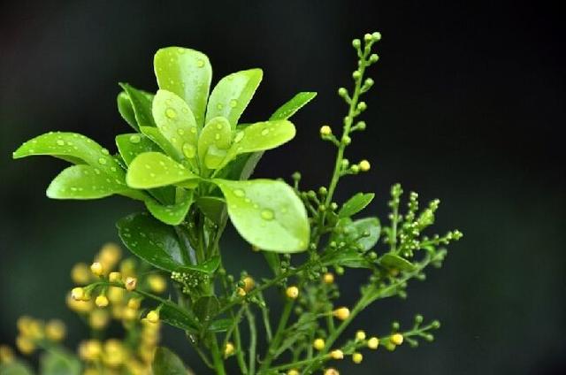 3个方法，让米兰花香浓郁，叶子不发黄