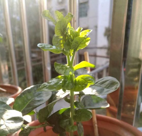 茉莉花根部长笋芽怎么办？除了剪掉，还有2个“妙用”