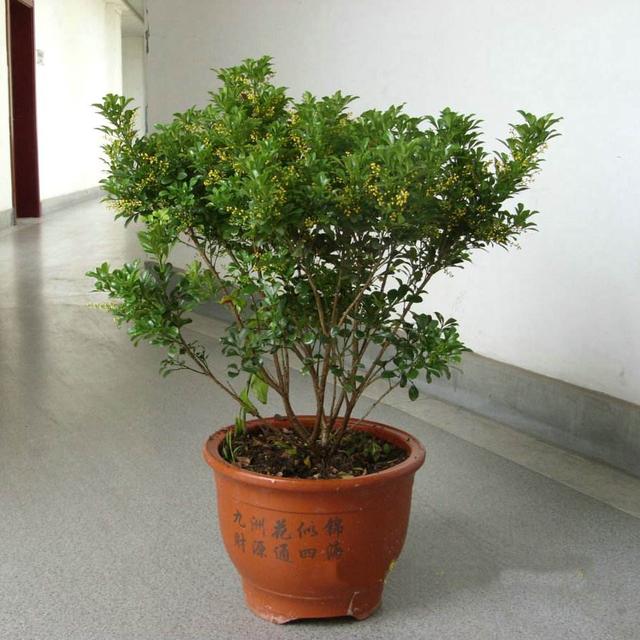 3个方法，让米兰花香浓郁，叶子不发黄