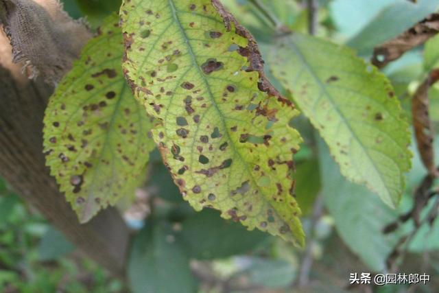 花期刚过，病虫害就开始来袭！紫叶李管理到底该如何去做？