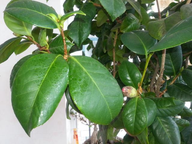 茶花掉叶？3招可以起死回生，叶子翠绿