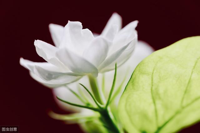 茉莉花根部长笋芽怎么办？除了剪掉，还有2个“妙用”
