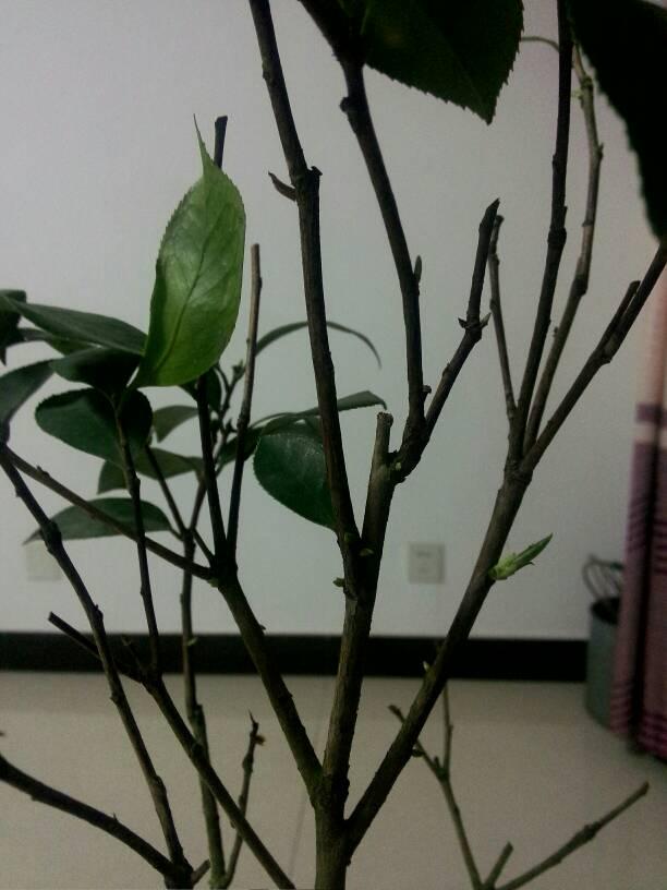 茶花掉叶？3招可以起死回生，叶子翠绿