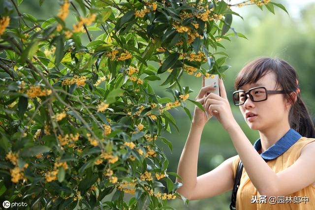 种了多年的桂花就是不开花？怎么回事儿？原因和对策都在这里了！