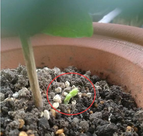 茉莉花根部长笋芽怎么办？除了剪掉，还有2个“妙用”