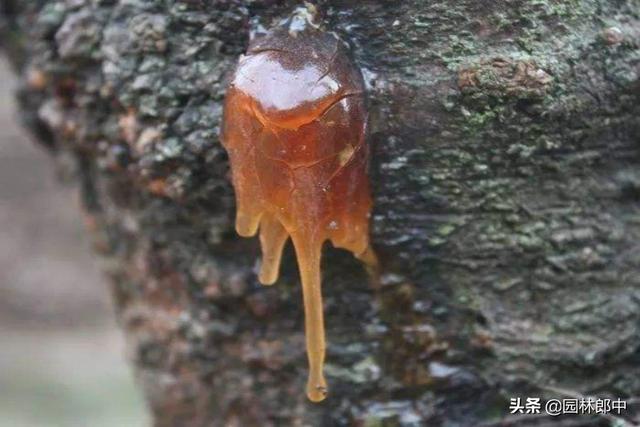 花期刚过，病虫害就开始来袭！紫叶李管理到底该如何去做？