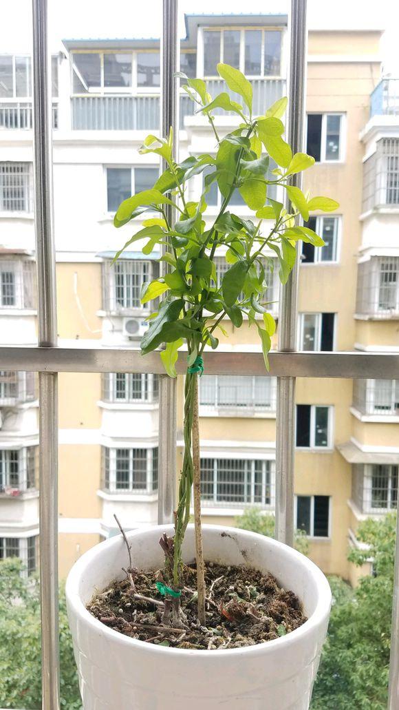 枝条柔软的蓝雪花，想做成棒棒糖造型，步骤和注意事项了解下
