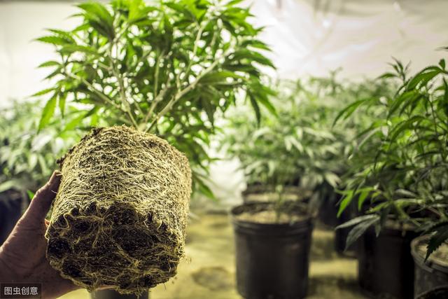 为什么养花用的有机物质要完全腐熟才能使用？原来好处这么多