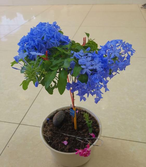 枝条柔软的蓝雪花，想做成棒棒糖造型，步骤和注意事项了解下