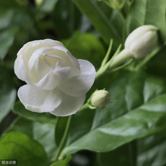 茉莉花开花不太香？4个小方法，能让香味增强好几倍