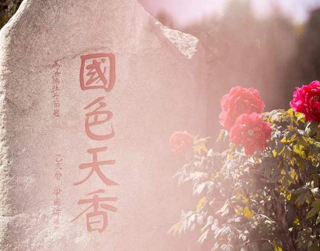 国花之选中，牡丹为什么呼声很高？