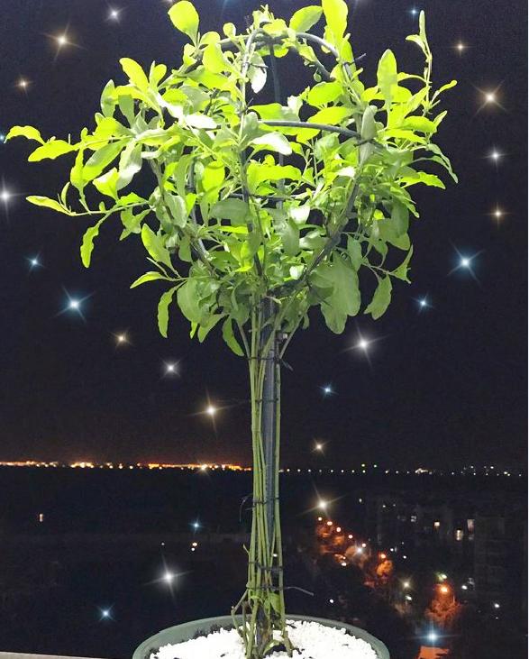枝条柔软的蓝雪花，想做成棒棒糖造型，步骤和注意事项了解下