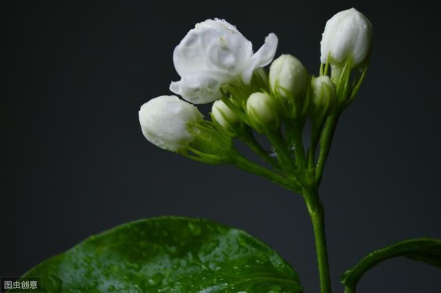 茉莉花开花不太香？4个小方法，能让香味增强好几倍