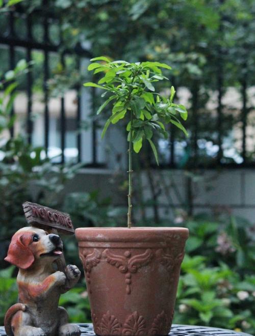 枝条柔软的蓝雪花，想做成棒棒糖造型，步骤和注意事项了解下