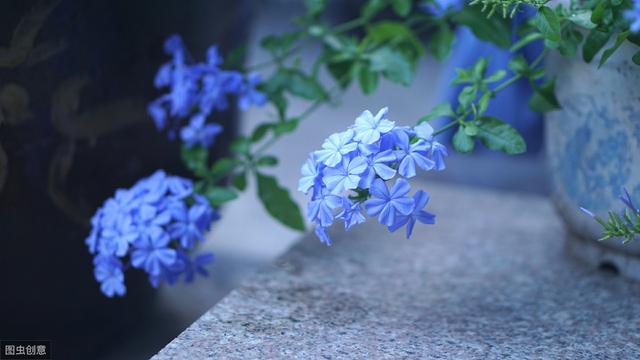 枝条柔软的蓝雪花，想做成棒棒糖造型，步骤和注意事项了解下