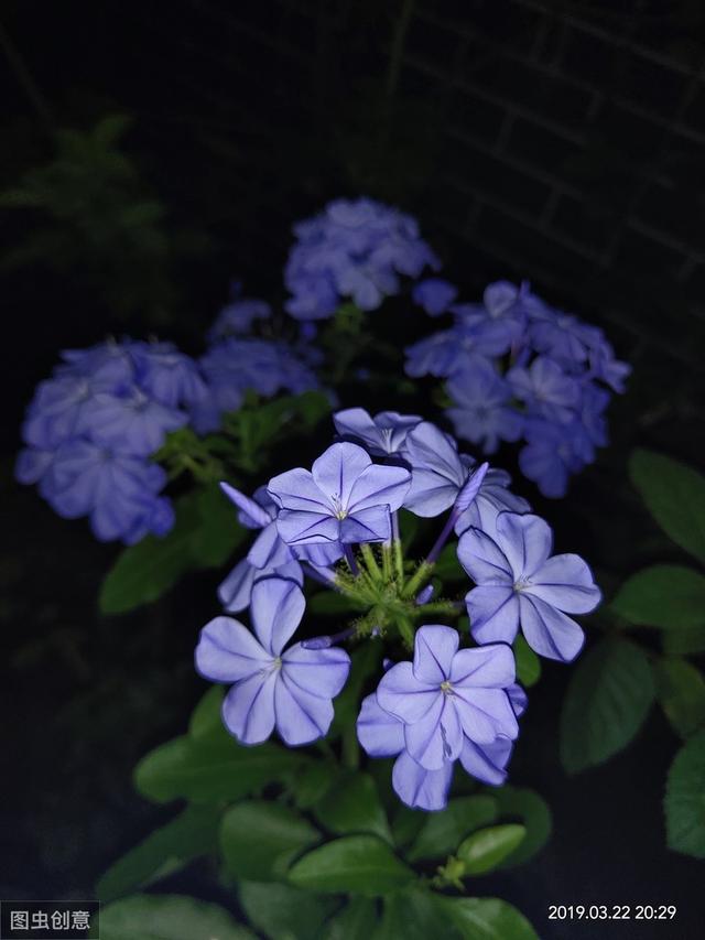 枝条柔软的蓝雪花，想做成棒棒糖造型，步骤和注意事项了解下