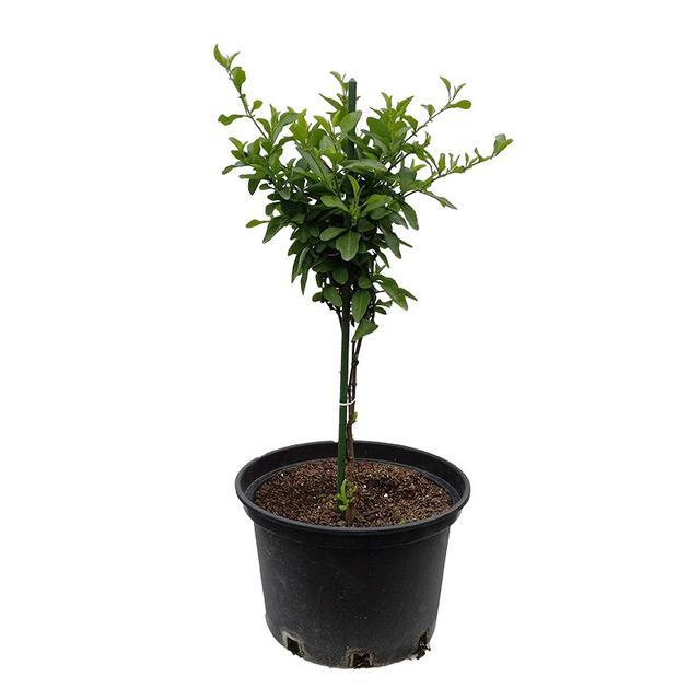 枝条柔软的蓝雪花，想做成棒棒糖造型，步骤和注意事项了解下