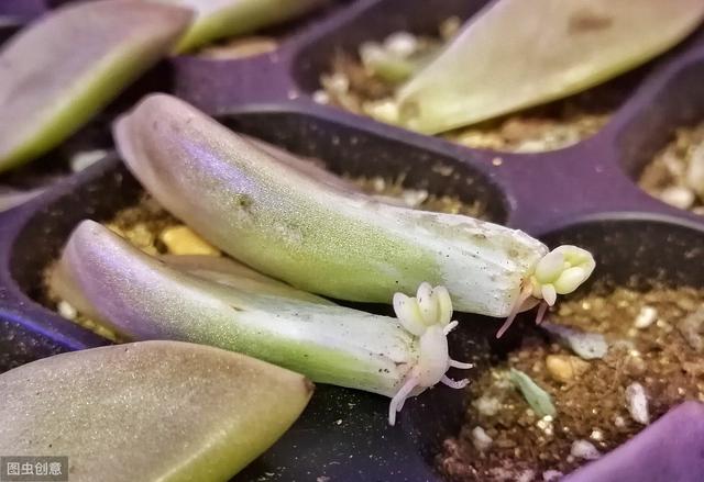 多肉植物叶片扦插不生根？教你1招，生根快，小苗“噌噌”变中苗