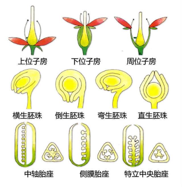 史上最全的植物形态图解，教你分分钟认识所有植物