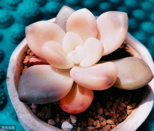 多肉植物叶片扦插不生根？教你1招，生根快，小苗“噌噌”变中苗